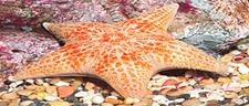 Leather Sea Star