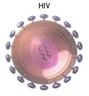 Promise In Halting HIV Spread