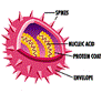 cross section of a virus