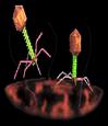 bacteriophage landing on bacterium
