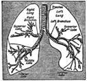 Organizational graphic of a lung 