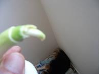 DSCF4259