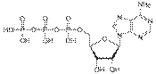 Skeletal formula of ATP