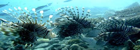 volk-morya:
Saving coral reefs depends more on protecting fish than safeguarding locations
Reefs containing more than 600 kilograms per hectare of fish biomass should be conservation priorities
A new study by WCS (Wildlife Conservation Society) has found that coral reef diversity ‘hotspots’ in the southwestern Indian Ocean rely more on the biomass of fish than where they are located, a conclusion that has major implications for management decisions to protect coral reef ecosystems.
Using data gathered over a 12-year period from nearly 270 coral reefs across the southwestern Indian Ocean, the WCS study found that the highest conservation priorities in the region should be reef systems where fish biomass exceeds 600 kilograms per hectare. This finding conflicts with a common conservation and management policy that emphasizes the geographical location and physical factors that are often associated with reef diversity.
The study - authored by Dr. Tim McClanahan of WCS (Wildlife Conservation Society) - appears in the latest edition of the Journal of Biogeography.
“While geography has often been the main factor that conservation policy has used to establish protected areas, this study shows that protecting fish biomass should be the priority and this can be done with improved fisheries management,” said McClanahan, a Senior Conservationist for WCS. “A hotspot is not a permanent feature and can be lost if the fish and the habitat are not protected.”
Read more here.
Provided by the Wildlife Conservation Society (via EurekAlert)
Image credit: Tim McClanahan / WCS
