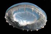 תוצאת תמונה עבור ‪discovery deep water creatures‬‏