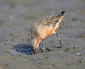 Bar-tailed Godwit Feeding (Calidris!) Tags: sydney australia nsw bartailedgodwit baueri limosalapponica henandchickenbay