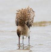 Bar-tailed Godwit Fluffed Up And Feeding (Calidris!) Tags: sydney australia nsw bartailedgodwit baueri limosalapponica henandchickenbay