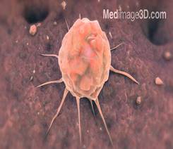 Image result for stem cells