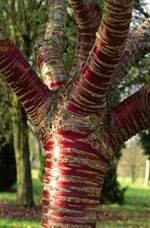 The paperbark cherry, or Tibetan cherry tree is known for its stunning mahogany-red bark. As the tree ages, its bark peals adding color and texture.