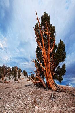 bristlecone pine, white mountains, california