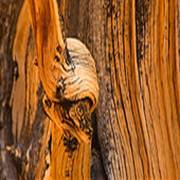 Bristlecone pine wood, Ancient Bristlecone Pine Forest, Inyo National Forest, California - Stock Image - E9DAEP