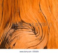 Bristlecone pine wood, Ancient Bristlecone Pine Forest, Inyo National Forest, California Stock Photo
