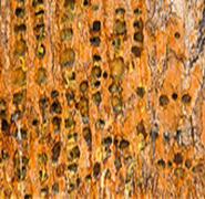 Bristlecone pine trunk with woodpecker holes, Ancient Bristlecone Pine Forest, Inyo National Forest, California - Stock Image - E9DAEX