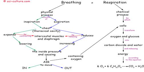 CONCEPT-MAP-BREATHING-RESPIRATION