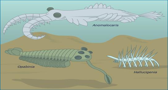 Cambrian critters