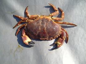 Description Arthropods crab.jpg