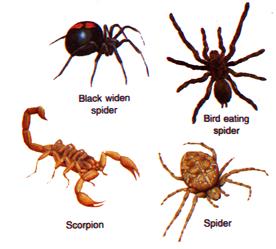 Welcome to the Living world: Arthropoda (Joint legged animals)