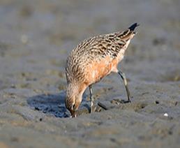 Bar-tailed Godwit Feeding (Calidris!) Tags: sydney australia nsw bartailedgodwit baueri limosalapponica henandchickenbay