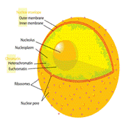 Cell nucleus.png