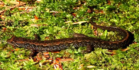 Desmognathus fuscus