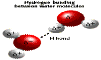 Hydrogen bonding between water molecules